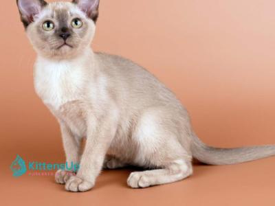 Anola - Burmese - Gallery Photo #1