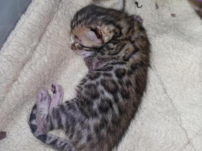 XL Bengal - Bengal - Gallery Photo #1