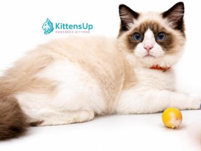 Loya - Ragdoll - Gallery Photo #1