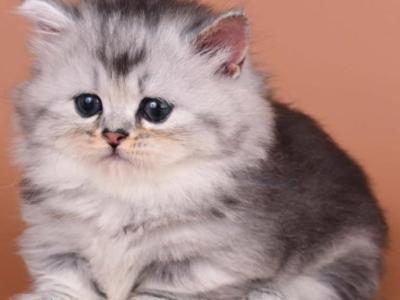 Ira - Munchkin - Gallery Photo #1