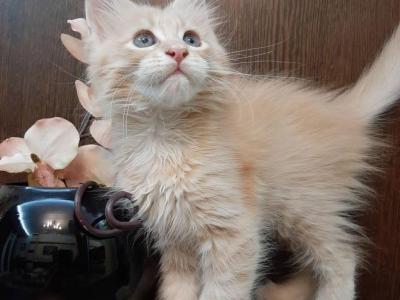 Luna - Maine Coon - Gallery Photo #1