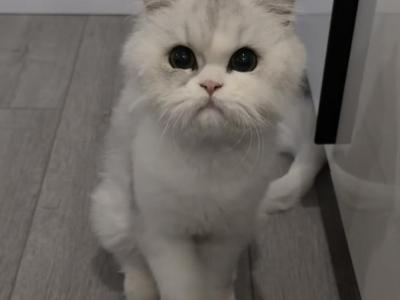 Molly - Persian - Gallery Photo #1