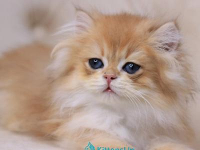 Quantum - British Shorthair - Gallery Photo #1