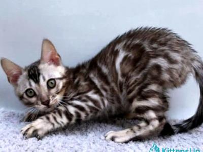 Vegas - Bengal - Gallery Photo #1