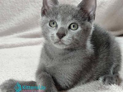 Eve - Russian Blue - Gallery Photo #1