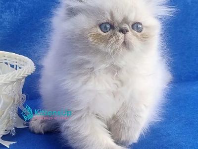 Harry - Persian - Gallery Photo #1