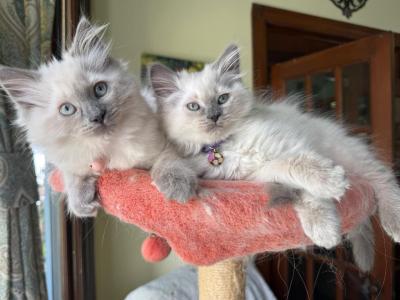 Paiges Spring Balinese - Balinese - Gallery Photo #1