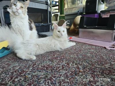 Galadriel - Maine Coon - Gallery Photo #1