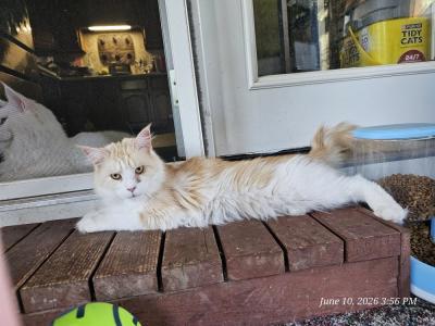 Mina - Maine Coon - Gallery Photo #1