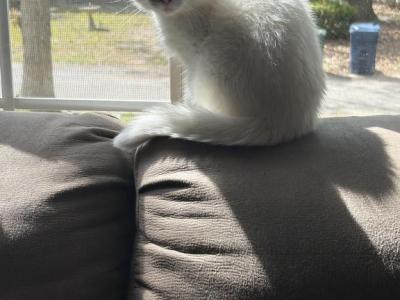 Snowy - Scottish Fold - Gallery Photo #1