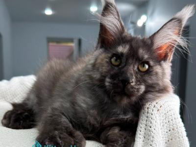 Sparklingstar Polydactyl - Maine Coon - Gallery Photo #1