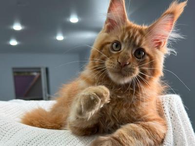 Salmans - Maine Coon - Gallery Photo #1