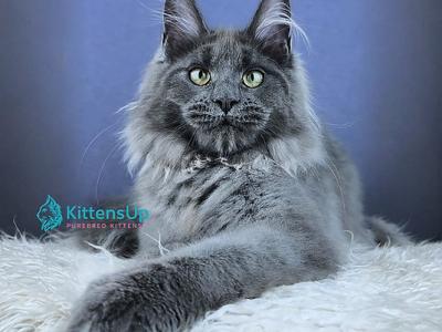 Girlyanda - Maine Coon - Gallery Photo #1