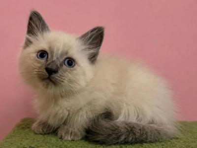 Siberian Blue Point Male Asher - Siberian - Gallery Photo #1