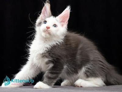 Samuel - Maine Coon - Gallery Photo #1