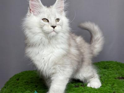 Banderas - Maine Coon - Gallery Photo #1