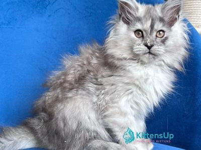 Nadin - Maine Coon - Gallery Photo #1