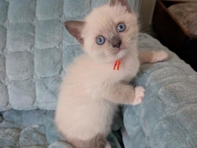 Orange Collar - Ragdoll - Gallery Photo #1