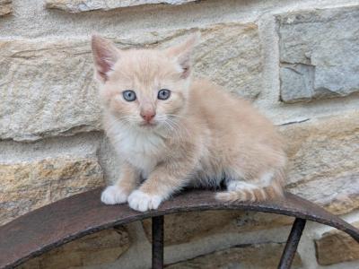 Peanut - Domestic - Gallery Photo #1