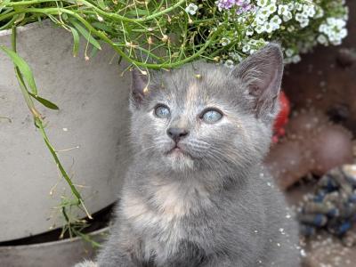 Cocoa - Domestic - Gallery Photo #1