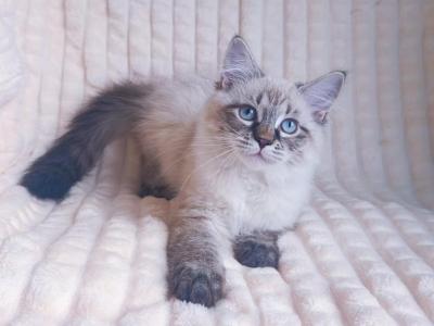 Dayana - Siberian - Gallery Photo #1