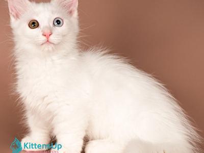 Amina - Munchkin - Gallery Photo #1