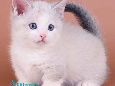 Hugo - Munchkin - Gallery Photo #1