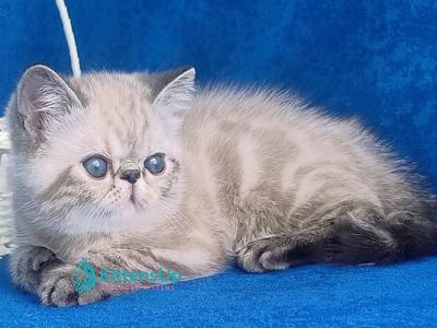 Henk - Exotic - Gallery Photo #1
