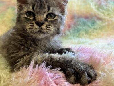 Barkley - Selkirk Rex - Gallery Photo #1