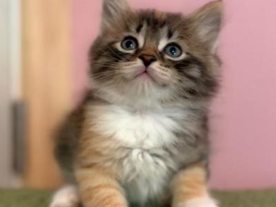 Siberian Calico Tabby - Siberian - Gallery Photo #1