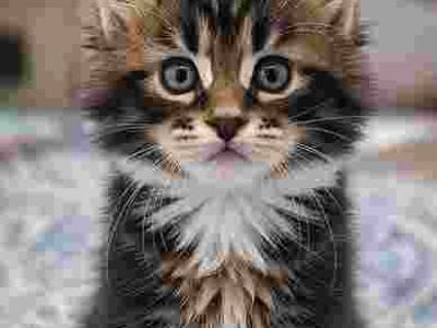FEMALE Classic Brown Black Tabby - Maine Coon - Gallery Photo #1