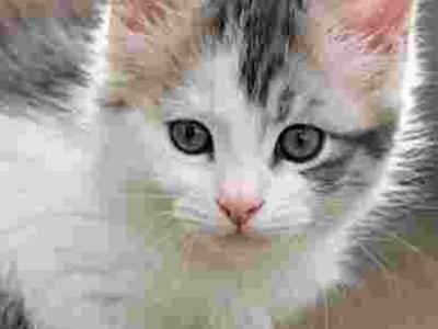 MALE POLY BLUE AND WHITE - Maine Coon - Gallery Photo #1