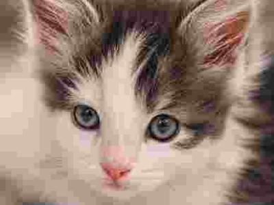 FEMALE WHITE AND BLUE - Maine Coon - Gallery Photo #1