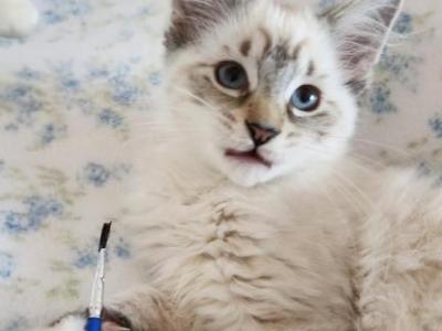 Hansel From The Fairytales Litter - Ragdoll - Gallery Photo #1