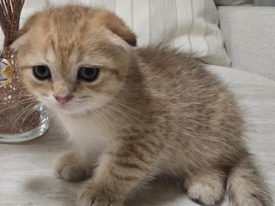 Beautiful Scottish Fold Kitten - Scottish Fold - Gallery Photo #1