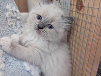 Brown Collar - Ragdoll - Gallery Photo #1