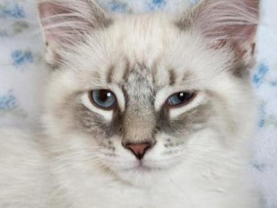 Cinderlad From The Fairytales Litter - Ragdoll - Gallery Photo #1