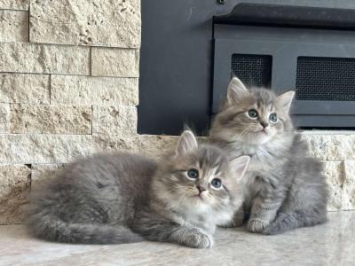 Hypoallergenic Siberian Kittens - Siberian - Gallery Photo #1