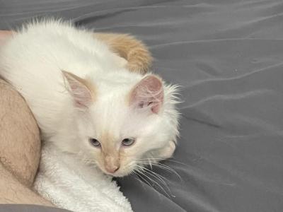 Blu - Siamese - Gallery Photo #1