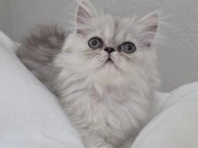 April - Persian - Gallery Photo #1