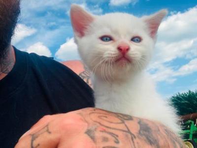 Sphynx Point Siamese - Siamese - Gallery Photo #1