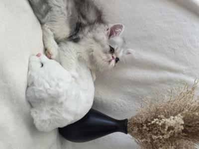 Persian - Persian - Gallery Photo #1