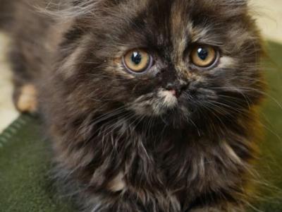 Fiona - Persian - Gallery Photo #1