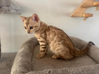 Amber - Bengal - Gallery Photo #1