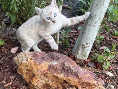 Zelda - Bengal - Gallery Photo #1