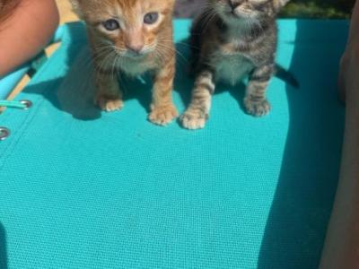 Sax - Bengal - Gallery Photo #1