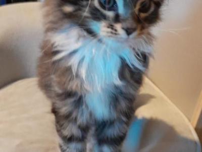 Maine Coon - Maine Coon - Gallery Photo #1