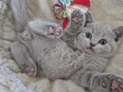 Russian Blue - Russian Blue - Gallery Photo #1