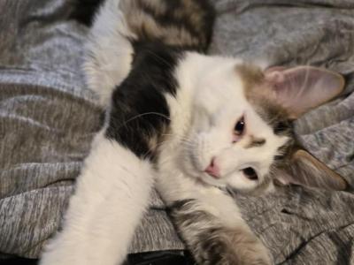 Spot - Maine Coon - Gallery Photo #1