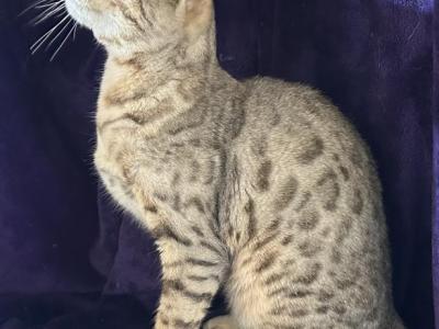 Nandi - Savannah - Gallery Photo #1